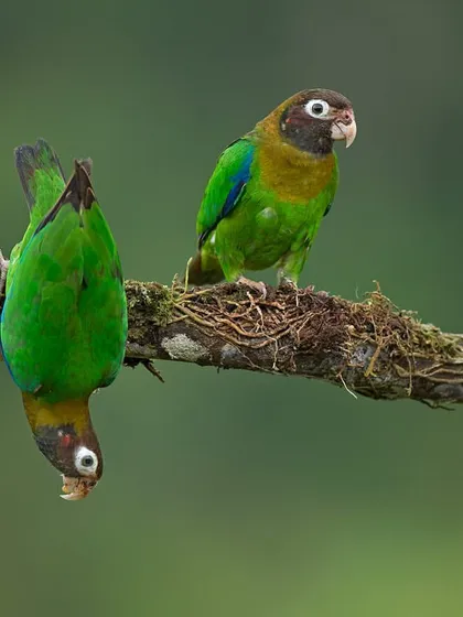 A pair of Brown-hooded Parrots from Costa Rica, one playfully hanging upside down. This image captures the social and curious nature of parrots.