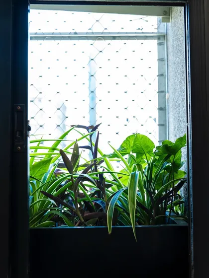 Another shot of the lush window box, showing how different plants can be combined to create a full and beautiful arrangement.