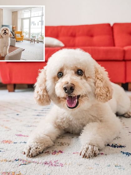 A collage showing Dinkan in his element at home. The main photo is a beautiful portrait of him on the rug, with an inset showing him surveying his kingdom from the sofa.