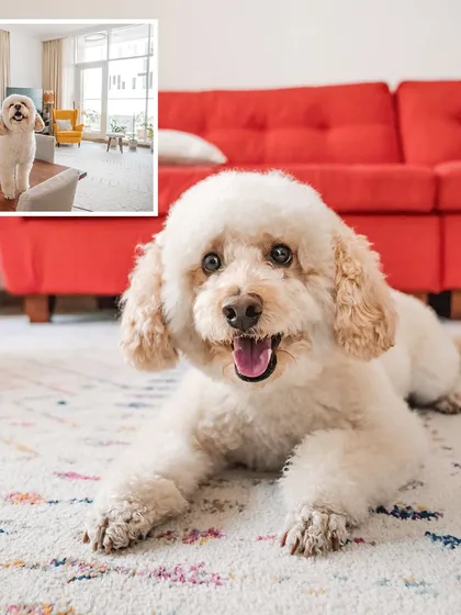 A collage showing Dinkan in his element at home. The main photo is a beautiful portrait of him on the rug, with an inset showing him surveying his kingdom from the sofa.