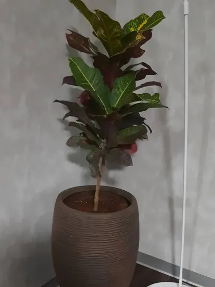 A Croton plant with its colorful foliage in a textured brown pot. This plant adds warmth and a splash of color to a neutral office corner.