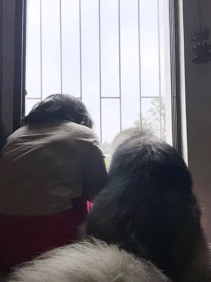 A quiet, shared moment between a person and their dog, looking out the window together. This captures the simple, profound bond that I help nurture.