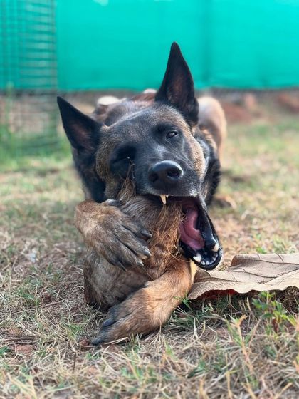 Garima Tomar - Dog Training & Behavior Consultation Life with Floyd: The Real & Raw photo 3