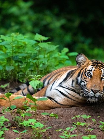 A young tiger rests amidst the fresh monsoon growth. The soft light and verdant surroundings make for beautiful, intimate portraits that capture the quieter side of jungle life.