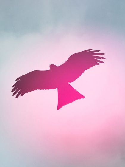 An abstract double exposure of a Black Kite. I layered its silhouette with an out-of-focus flower and clouds, then shifted the colors to create this hazy, dream-like image with a vibrant pink glow.