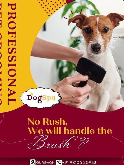 No rush, I will handle the brush. I provide professional, patient grooming to ensure your pet is comfortable and looks great.