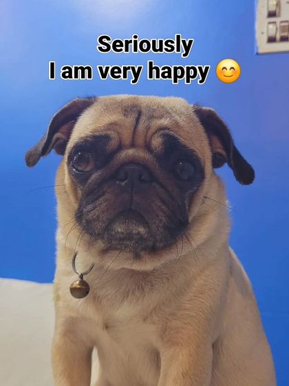 This Pug's face says "I am very happy," even if he looks sad. That's just the Pug life.
