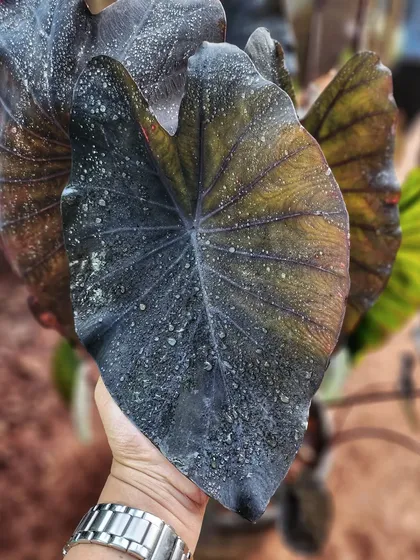We are in love with the gothic, black hearts of these Colocasia leaves. Their dramatic, dark foliage adds a unique and moody touch to any garden.