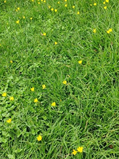 The lawns of Lalbagh turned into fields of gold with rain lilies after the first showers. We were thrilled to share this magical moment during one of our guided nature walks.