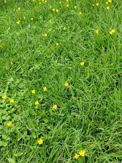 The lawns of Lalbagh had turned into fields of gold with thousands of golden rain lilies popping up to welcome the first rains. A magical sight during our walk.