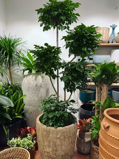 This five-layered Radermachera is a true statement piece, creating incredible height and texture. It's paired with a large rustic planter, showing how I can supply unique, tall indoor plants for any design project.