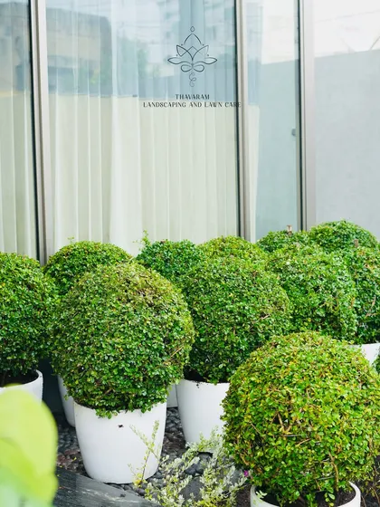 A collection of sculpted topiary shrubs in white pots, ready to be placed. The reflection in the glass shows our brand logo, a mark of our commitment to quality.