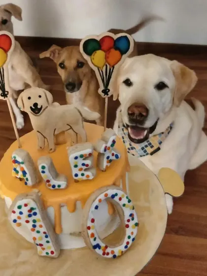 A party for the whole pack. Alex the Labrador celebrates his 10th birthday surrounded by his brothers, all eager for a piece of the apple chicken cake.
