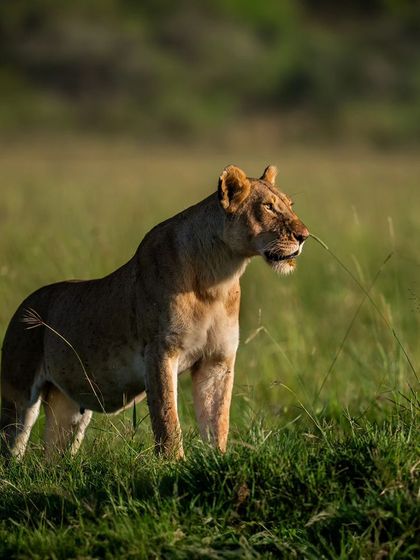 A beautiful lioness from the Mara plains, standing alert in the tall grass.
