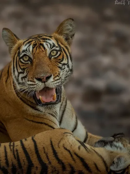 The expressive face of Noor. Capturing a yawn or a call can add so much character to a wildlife portrait.