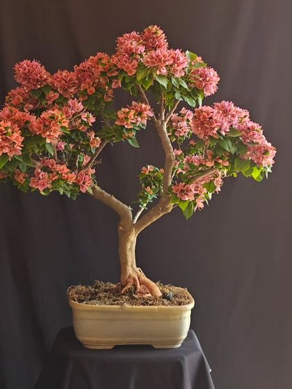 This pink Bougainvillea bonsai, presented against a dark background, looks like a formal portrait. Its structure and blooms are perfectly highlighted, showcasing its artistic form.
