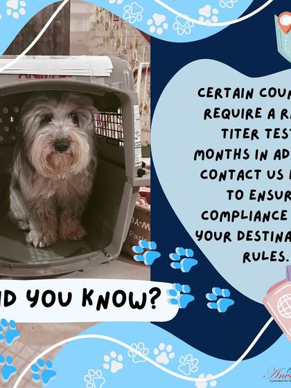 Anvis - Pet Relocation Preparing for Travel: Health, Safety & Documentation photo 7