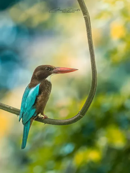 A White-throated Kingfisher perched on a curving vine, creating a unique composition. The colourful bokeh in the background adds depth to the image.