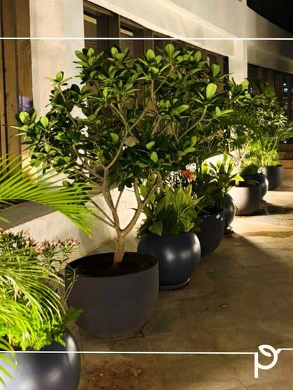 Garden Inspiration & Ideas photo 12