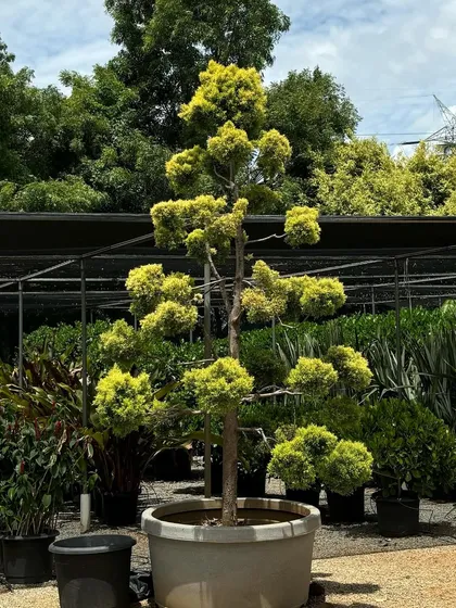 A Golden Cypress tree, expertly pruned into a stunning topiary form. These arrivals from Malaysia are perfect for creating a formal, elegant, and high-end look in any landscape.