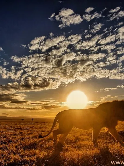 A male lion patrols the vast plains of the Masai Mara as the sun sets. On my tours, I teach how to use dramatic light and wide-angle lenses to create environmental portraits that tell the story of not just the animal, but its entire world.