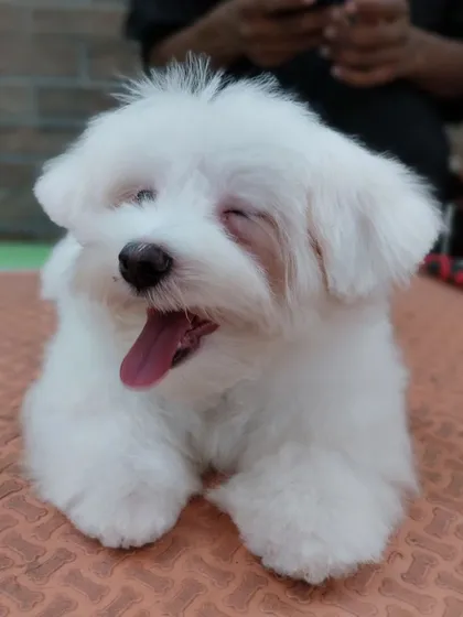 Another adorable sleepy yawn from Teddy. Our calm grooming environment helps even the youngest puppies feel safe and at ease.