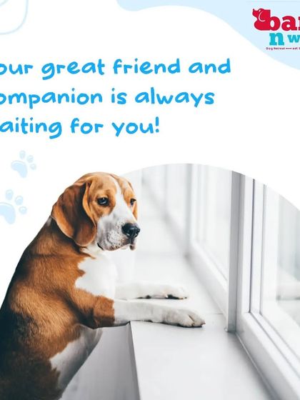 Your dog is your most loyal companion, always waiting for you. This special bond is something to be cherished and nurtured every day.