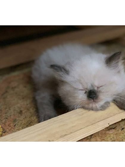 The Cat House - Cat Breeding Services Our Adorable Kittens photo 6