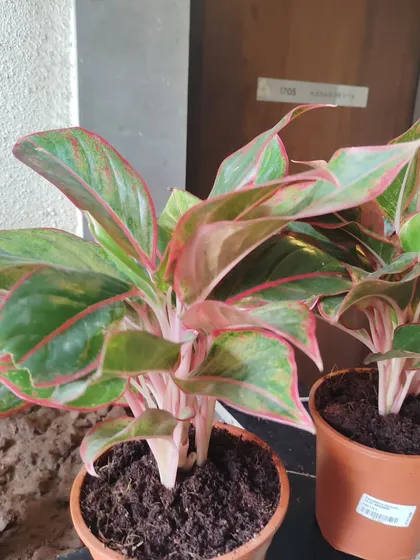 The Aglaonema, or Chinese Evergreen, is a beautiful indoor plant with striking pink and green leaves. It's very easy to care for and adds a pop of color to any room.
