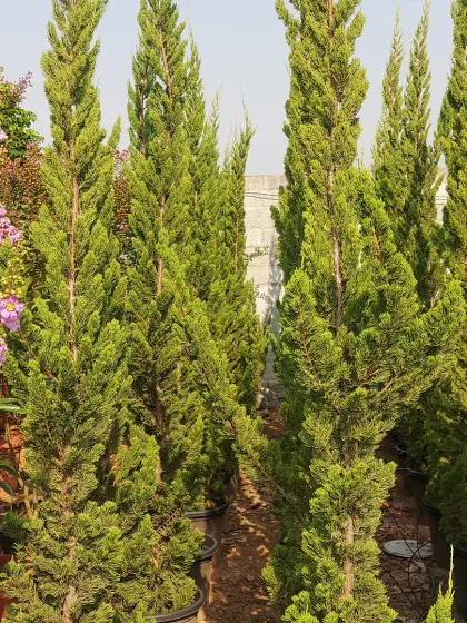 A selection of Juniperus chinensis or Cypress plants, ideal for creating formal hedges or as standalone vertical accents in a garden design.