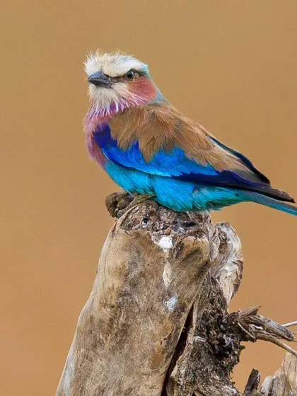 The Lilac-breasted Roller, the national bird of Kenya, perched on a stump. Its plumage is a breathtaking mix of lilac, blue, brown, and turquoise, making it one of Africa's most beautiful birds.