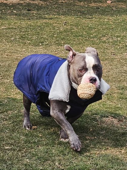 An American Bully in a winter coat, happily trotting with a ball.