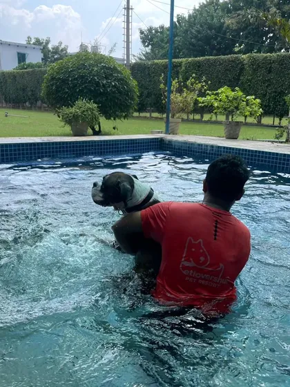 A team member provides support during a hydrotherapy session for a Boxer. This is ideal for pain relief and gentle exercise.