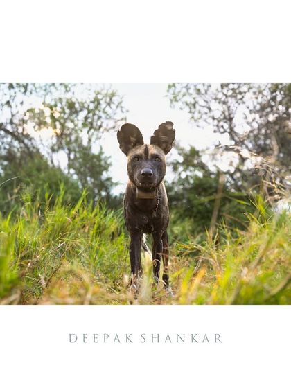 African wild dogs, or painted dogs, are incredible pack hunters. This one, with its intense gaze and unique coat, is a beautiful example of this endangered and fascinating species.