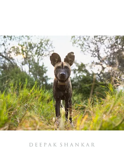 African wild dogs, or painted dogs, are incredible pack hunters. This one, with its intense gaze and unique coat, is a beautiful example of this endangered and fascinating species.