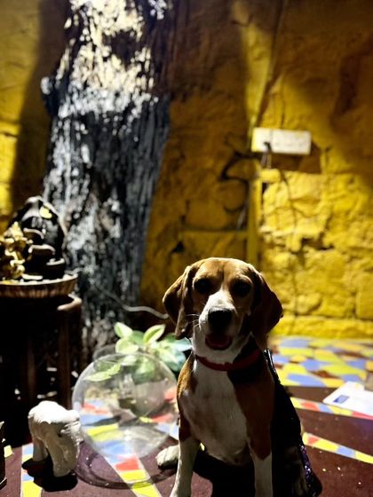 These additional photos showcase the variety of wonderful dogs I have the pleasure of caring for, each with their own unique charm and personality. From playful moments to quiet cuddles, every interaction is special.