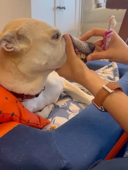 Here I am brushing Pantu's teeth. Daily brushing is the most effective way to prevent plaque and tartar buildup.