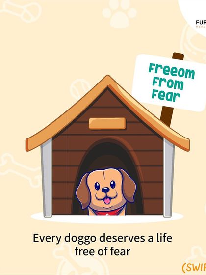 Every dog deserves these five fundamental freedoms: freedom from hunger, discomfort, pain, fear, and the freedom to express normal behavior. This is the foundation of responsible and compassionate pet ownership.