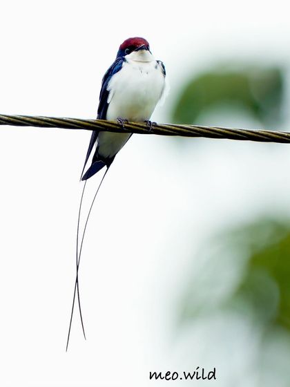 The adult male Wire-tailed Swallow is known for its incredibly long and thin tail feathers, which look like two wires. It's a stunning and unique feature that makes this bird so special.