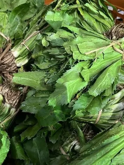 Bundles of fresh culantro, also known as bandhaniya or Naga coriander. It has a much stronger, more pungent flavor than regular cilantro and is used in chutneys and meat dishes.