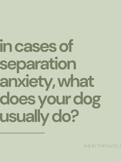 Aditi - In-Home Pet Sitting My Approach to Pet Sitting photo 15