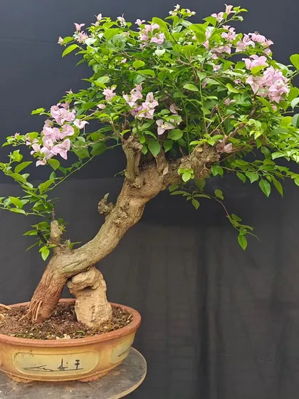 This large, gracefully curved Bougainvillea bonsai is a true statement piece. Its aged trunk and abundant light purple flowers speak of years of patient cultivation.