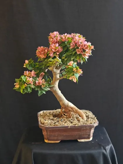 The graceful, slanted style of this pink Bougainvillea bonsai gives it a sense of movement. The exposed roots add to its aged and natural appearance.