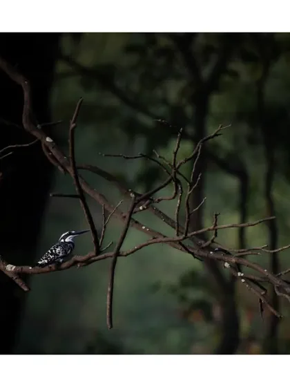 A Pied Kingfisher rests on a complex network of branches, its black and white pattern a stark contrast to the dark, moody forest.