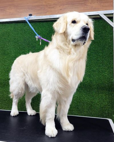 Breed-Specific Grooming
