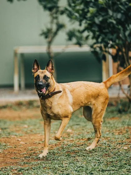 Maya the Malinois is back for another stay. Seeing repeat guests is the best compliment, as it means the dogs are happy to return.
