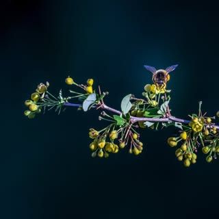 Santosh Roy Photography