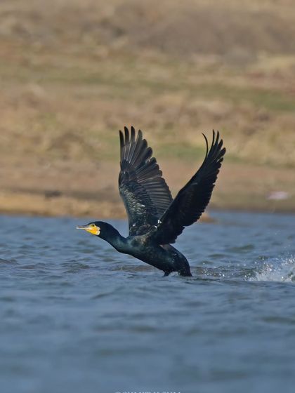 A Great Cormorant taking off from the water, a powerful leap that showcases its strength.