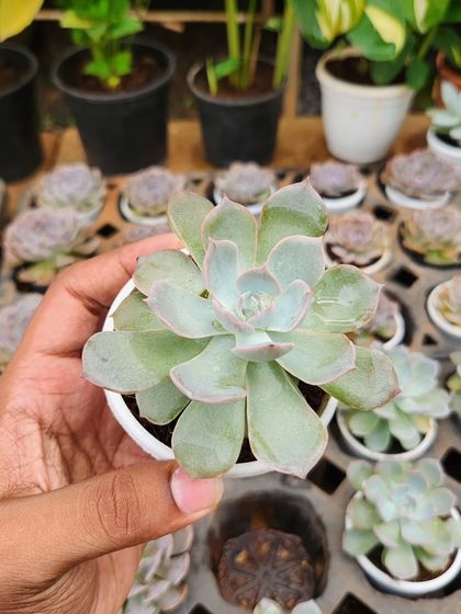 Sculptural Succulents & Cacti photo 4