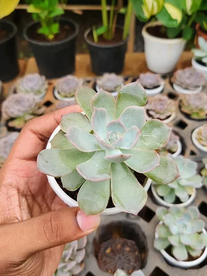Echeveria is one of the most popular succulent types, known for its rose-like shape. This variety has a lovely pastel color that looks great in decorative pots.